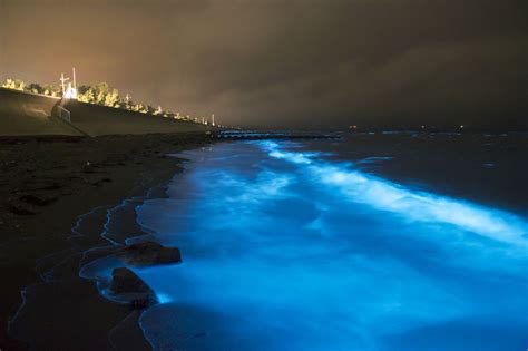 Massive outbreaks of Noctiluca scintillans blooms in the ...